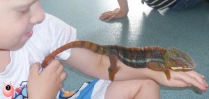 sensory seeker party with reptiles 