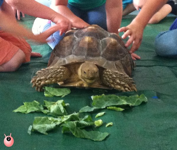 sensory seeker party with reptiles